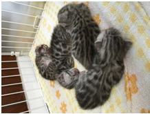 生後10日目の仔猫