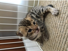 生後20日目の仔猫