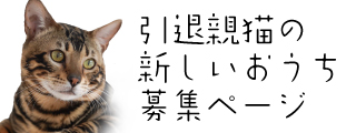 引退親猫の新しいおうち募集