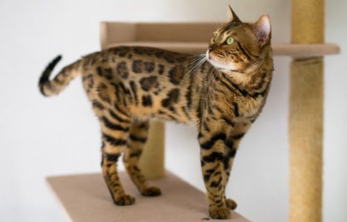 MERCURY(マーキュリー)の写真