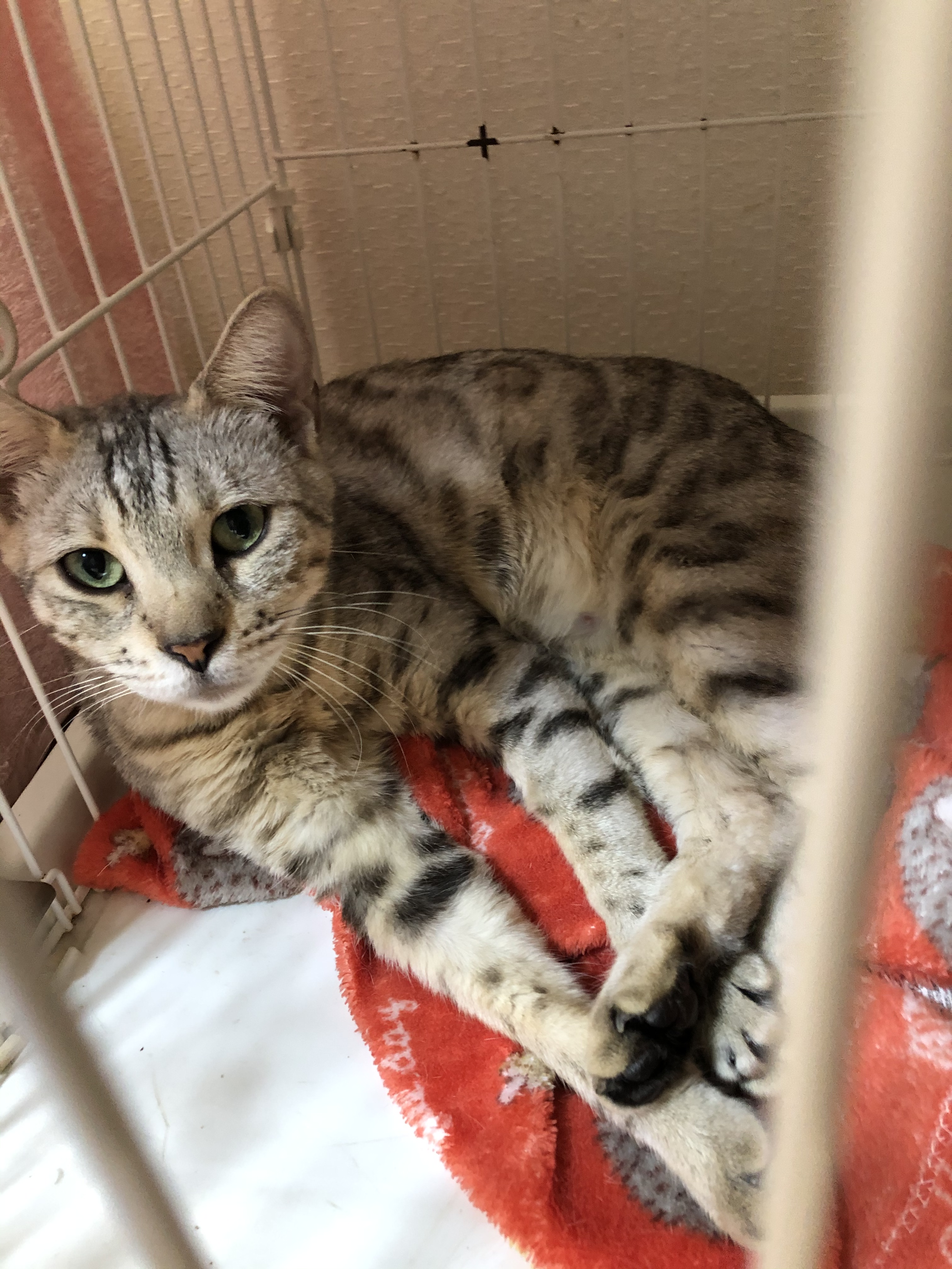 紫苑猫様専門ページ 紫苑 on X: 
