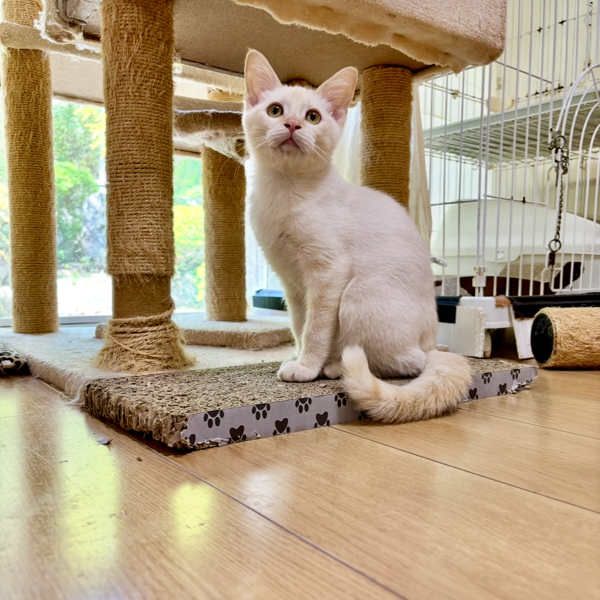 フランシュリッペ　ねこちゃん可愛いウインドブレーカー　ブラウン 仲間入りわんちゃんねこちゃんの紹介✨【ペットショップ犬の家