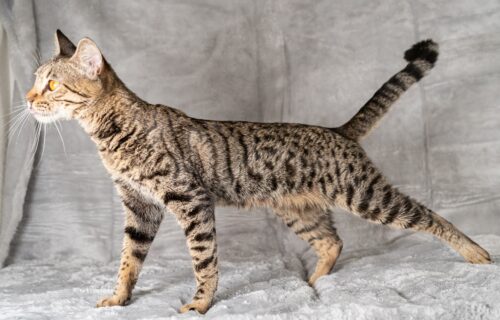 MINERVA（ミネルバ）の写真